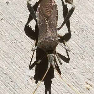 Meet your Posher, Carol